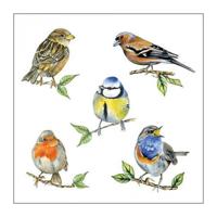 Ambiente Servet 25 Bird species white - thumbnail