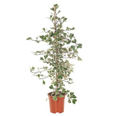 Ficus Triangularis Variegata &apos;Sweet Heart&apos; - P 17 cm