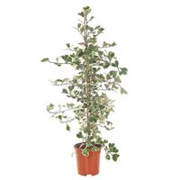 Ficus Triangularis Variegata &apos;Sweet Heart&apos; - P 17 cm - thumbnail