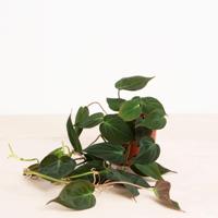 Philodendron Scandens Micans - P12 - thumbnail