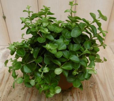 2 stuks! Peperomia Rotundifolia Viridi Peperomia Warentuin Natuurlijk - Warentuin natuurlijk