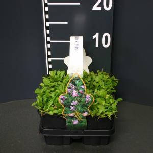 Mazus (mazus reptans) bodembedekker - 4-pack - 1 stuks