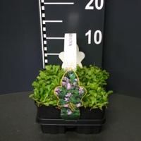 Mazus (mazus reptans) bodembedekker - 4-pack - 1 stuks - thumbnail