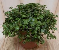 2 stuks! Sedum tornado Viridi Vetkruid Warentuin Natuurlijk - Warentuin natuurlijk - thumbnail