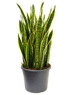 Sansevieria laurentii XXXL kamerplant - thumbnail