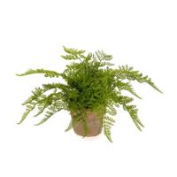 Fern - thumbnail