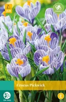 Krokus pickwick 10 bollen - thumbnail