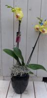 Vlinderorchidee geel 2 stelen in hoge zwarte/antraciete pot 60 cm Warentuin Natuurlijk - Warentuin natuurlijk - thumbnail