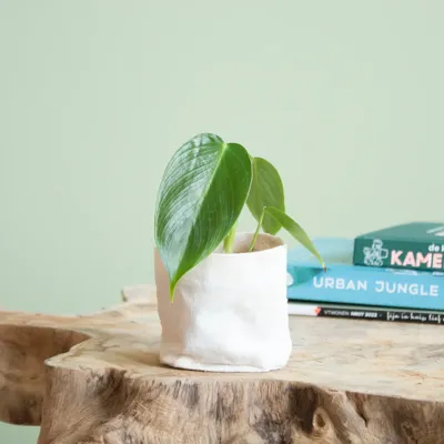 Philodendron Esmeraldense - P5,5 Philodendron Esmeraldense - P5,5