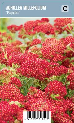 Duizendblad (achillea millefolium "Paprika") zomerbloeier - 12 stuks