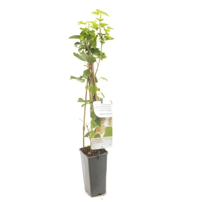 Bessenstruik Ribes rubrum - Witte bes