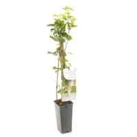 Bessenstruik Ribes rubrum - Witte bes - thumbnail