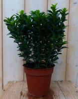 Kardinaalsmuts Euonymus Donkergroen 30 cm Warentuin Natuurlijk - Warentuin natuurlijk - thumbnail