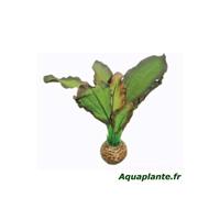 Easy Plant Laag 13 Cm Nr. 3 aquaria Superfish - Superfish - thumbnail