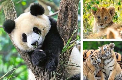 Ravensburger Panda, tijger puzzel 3x49st