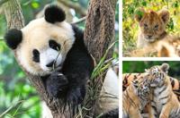 Ravensburger Panda, tijger puzzel 3x49st - thumbnail