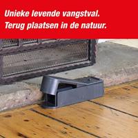 Muizenval Catch Alive SuperCat - thumbnail