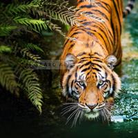 Schilderij - Sluipende Tijger - thumbnail