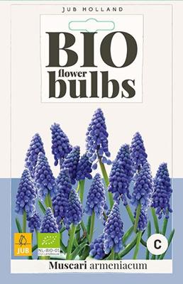 Bio muscari armeniacum 10 bollen