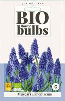 Bio muscari armeniacum 10 bollen - thumbnail