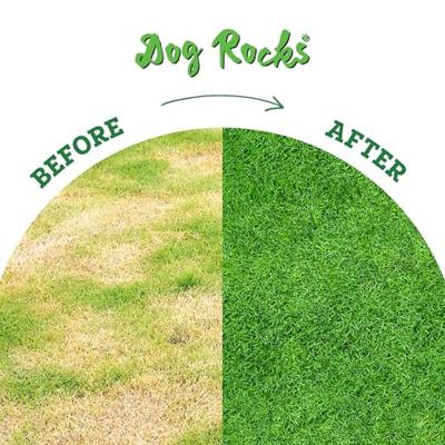 DOG ROCKS