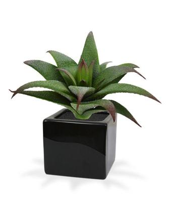 Haworthia kunst vetplant