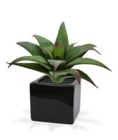 Haworthia kunst vetplant - thumbnail