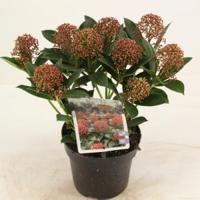 Skimmia (Skimmia Japonica “Pink Dwarf”®) heester - 10-15 cm (P13) - 8 stuks - thumbnail