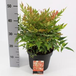 Hemelse bamboe (Nandina domestica “Gulfstream”) heester - 30-40 cm - 8 stuks