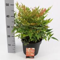 Hemelse bamboe (Nandina domestica “Gulfstream”) heester - 30-40 cm - 8 stuks - thumbnail