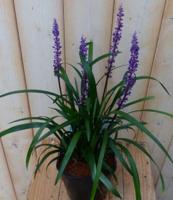 Leliegras Liriope paars Warentuin Natuurlijk - Warentuin natuurlijk - thumbnail