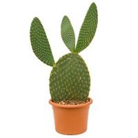 Opuntia cactus galapageia kamerplant - thumbnail