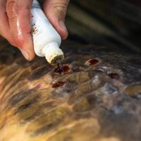 Korda Propolis Carp Treatment - thumbnail