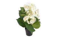 Decostar Hydrangea macrophylla plant 37 cm wit - thumbnail