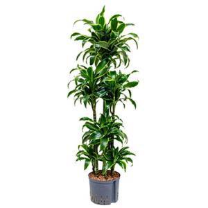 Dracaena dorado curana hydrocultuur plant