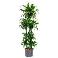 Dracaena dorado curana hydrocultuur plant - thumbnail