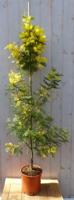 Mimosa geel 120 cm Acacia Warentuin Natuurlijk - Warentuin natuurlijk - thumbnail