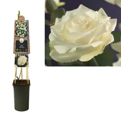 Klimplant Rosa White Climber - Klimroos Wit
