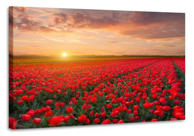 Schilderij - Veld vol tulpen, prachtige kleuren, 2 maten