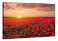 Schilderij - Veld vol tulpen, prachtige kleuren, 2 maten - thumbnail