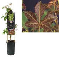Parthenocissus Henryana - Chinese wilde wingerd - thumbnail