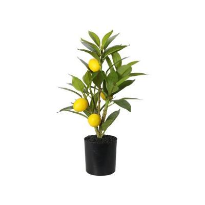 CITROENBOOM IN POT 43CM