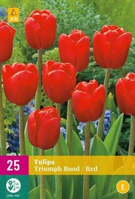 Tulp triumph rood 15 bollen