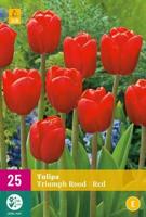 Tulp triumph rood 15 bollen - thumbnail