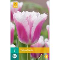 Tulp Siesta 7 bollen - thumbnail