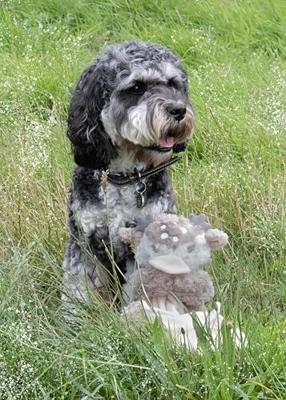 Rosewood rebel puppyknuffel met knuffeldoekje