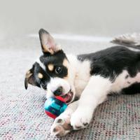 Kong Squeezz Action hondenspeeltje medium - 3 stuks Per set - thumbnail