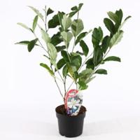 Magnolia struik Stellata - 40 - 50 cm - 3 stuks - thumbnail