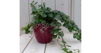 Klimop Hedrea donkergroen rode pot 25 cm Warentuin Natuurlijk - Warentuin natuurlijk - thumbnail