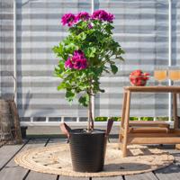 Pelargonium op stam - P19 - thumbnail